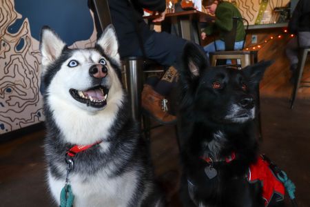 South Lake Brewing Company, Yappy Hour