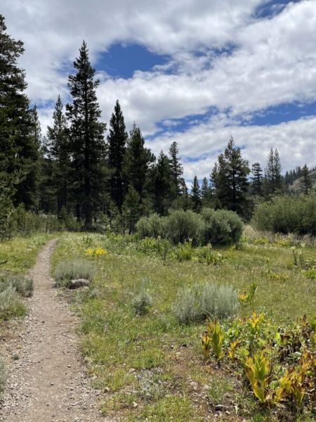 Tahoe Rim Trail Association, White Pine Hike with TRTA and SPF