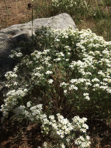 Bliss Experiences, Flower Wander Forest Bathing