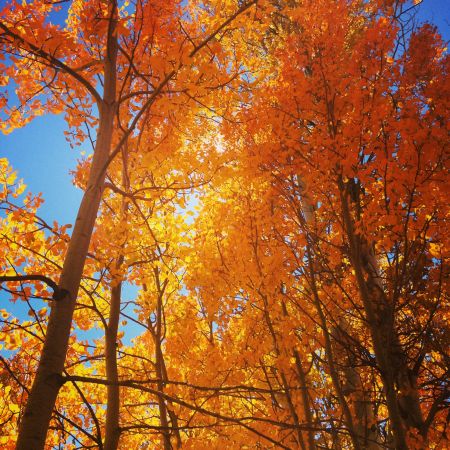 Sierra Nevada Alliance, Fall Colors & Ecology Hike