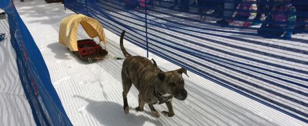 Tahoe Donner, Ididarun Sled Dog Race to Benefit the Humane Society of Truckee-Tahoe