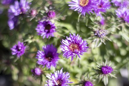 Tahoe Tree Company, Community Garden: Pest Management and Control