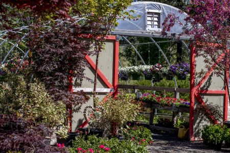 Tahoe Tree Company, Community Garden: How to Alpine Gardening