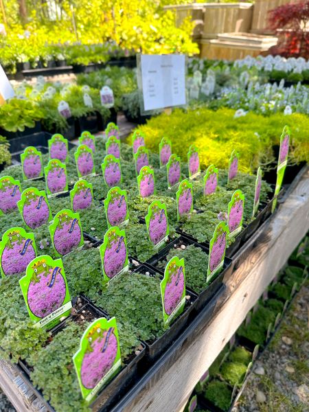 Tahoe Tree Company, Community Garden: Shade Gardening in the Tahoe Basin