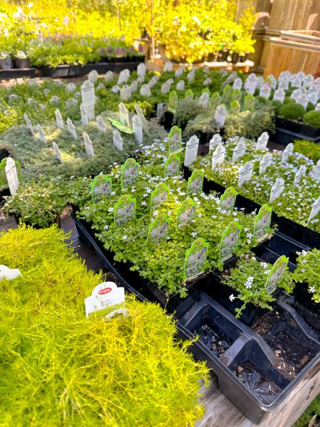 Tahoe Tree Company, Community Garden: Medicinal Herbs