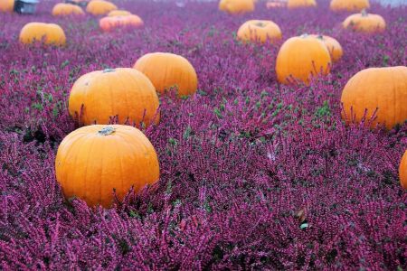 Incline Village Library, Wind-Down Wednesday: Decorated Pressed Flower PUmpkins