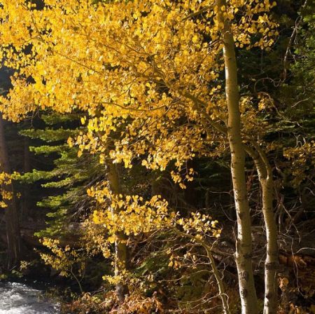 Alpine Aspen Festival, Alpine Aspen Festival