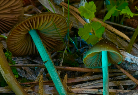 Sierra Nevada Alliance, Lake Tahoe Mushroom Festival