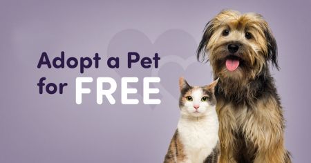 Pet Network Humane Society, Maddie's Pet Adoption Days: Free Dog & Cat Adoptions