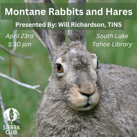 Tahoe Area Sierra Club, Montane Rabbits and Hares Presentation