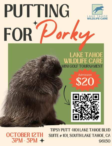 Lake Tahoe Wildlife Care, Putting for Porky!