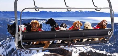 North Lake Tahoe SNOWFEST, Ski Patrol Dog Yappy Hour Benefiting AARF