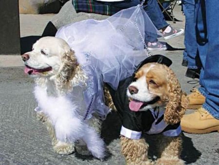 North Lake Tahoe SNOWFEST, North Tahoe PUD Dress Up Your Dog