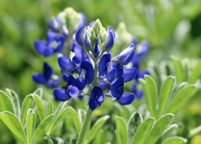 Incline Village & Crystal Bay Events, Meiss Meadow Wildflower Walk