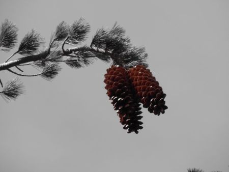 Tahoe Rim Trail Association, Tree Trivia Snowshoe Trek with Sugar Pine Foundation