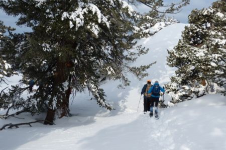 The Sugar Pine Foundation, Forest History Snowshoe