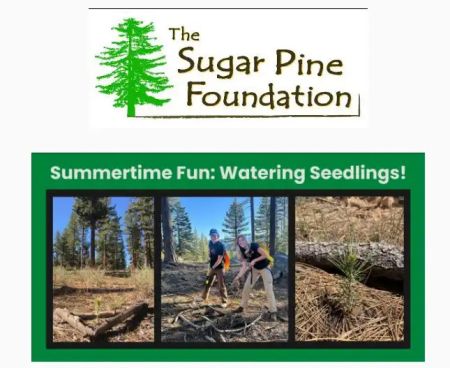 The Sugar Pine Foundation, Summertime Fun: Watering Seedlings