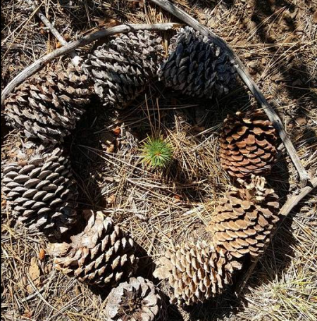 The Sugar Pine Foundation, Community sugar Pines Planting in Tahoe Vista