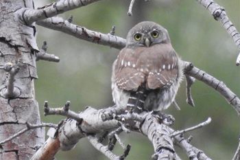 South Lake Tahoe Library, The Tahoe Big Year - Birding