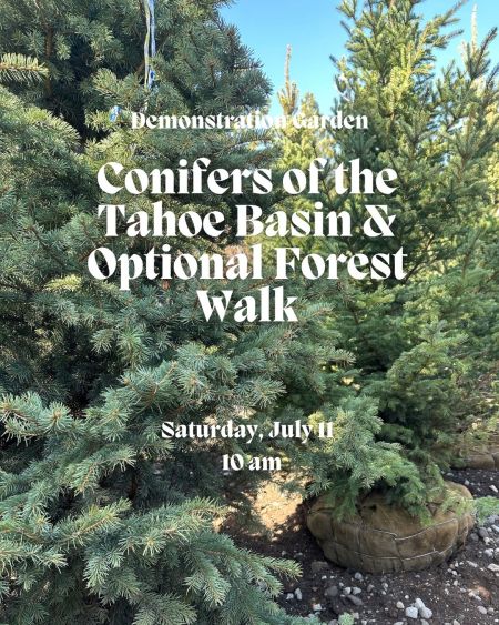 Tahoe Tree Company, Demonstration Garden: Conifers of the Tahoe Basin & Optional Forest Walk