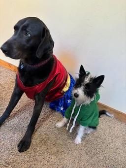 North Lake Tahoe SNOWFEST, Tail Wagger Dress Up Your Dog