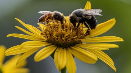 UC Davis Tahoe Science Center, What Are Bees Thinking? Cognition in Captive & Wild Bumblebees