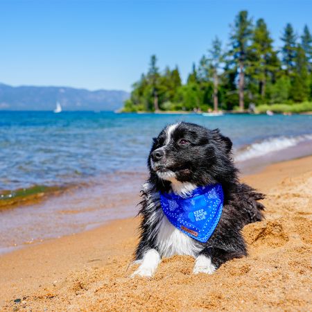 Keep Tahoe Blue, Tahoe Trails and Tails Cleanup