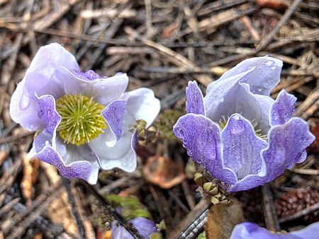 South Lake Tahoe Library, In Search of the rare Long Petal Lewisia - Tahoe Wildflower Big Year with Bob Sweatt at the South Lake Tahoe Library