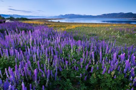 Lake Tahoe Community College, Free Wildflower Slideshow
