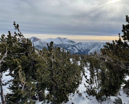 Tahoe Rim Trail Association, Whitebark Pine Hike with SPF