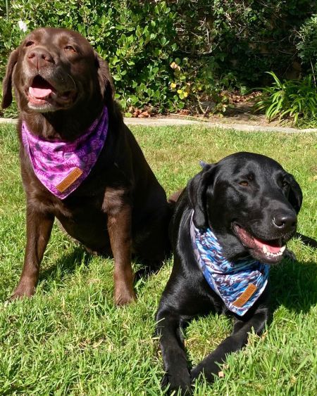 Wild & Ruff, Dog Bandanas