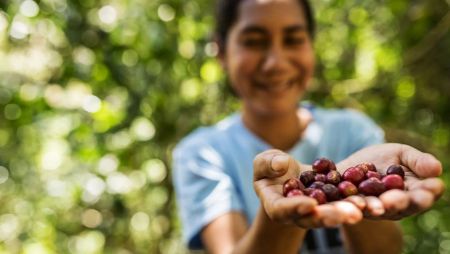 Bare Roots Artisan Coffee Roasting Co., Timor Este - Fresh Roasted Coffee Beans