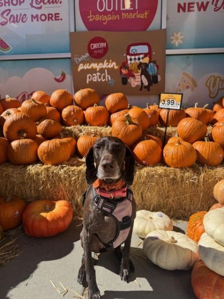 Grocery Outlet Bargain Market, $3.99 Carver Pumpkins