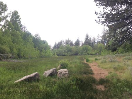 Lake Tahoe Yoga, Wander in the Woods
