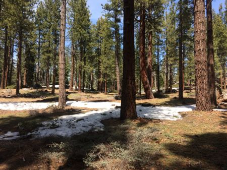 Lake Tahoe Yoga, Forest Bathing & Flower Wanders