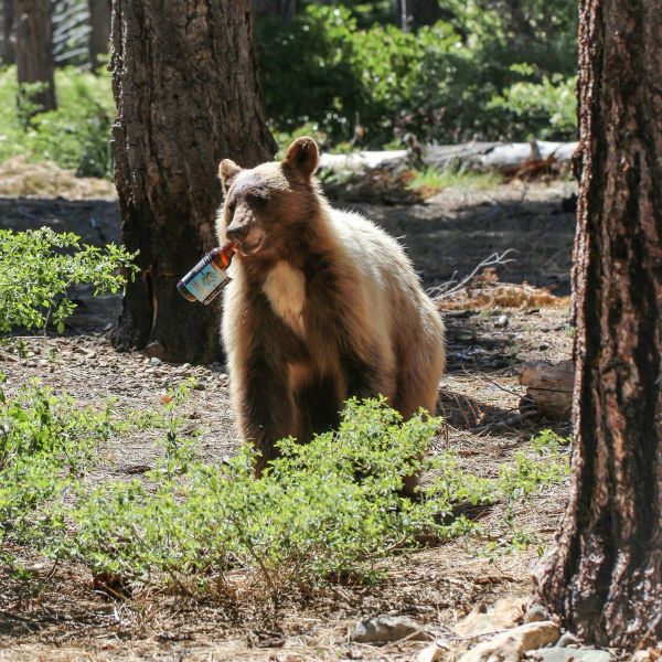 What You Need to Know About Tahoe Bears | Lake Tahoe