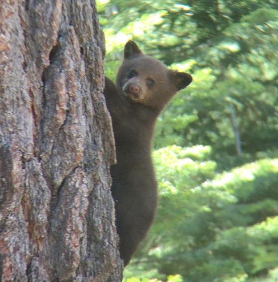 5 Mammals of the Lake Tahoe Basin | Lake Tahoe 5 Mammals of the Lake Tahoe Basin | Lake Tahoe