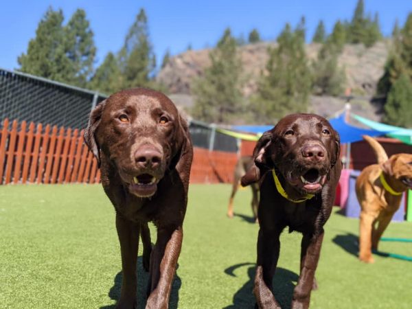 Fun Dog Daycare | Truckee-Tahoe Pet Lodge | Lake Tahoe