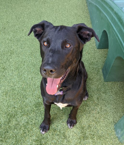 Free Adoption Event | Humane Society of Truckee-Tahoe | Lake Tahoe Events Free Adoption Event | Humane Society of Truckee-Tahoe | Lake Tahoe Events