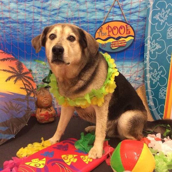 Bow Wow Luau TruckeeTahoe Pet Lodge Lake Tahoe Events