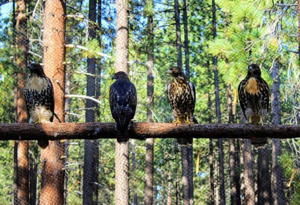 Wild Wednesdays | Lake Tahoe Wildlife Care | Lake Tahoe Events