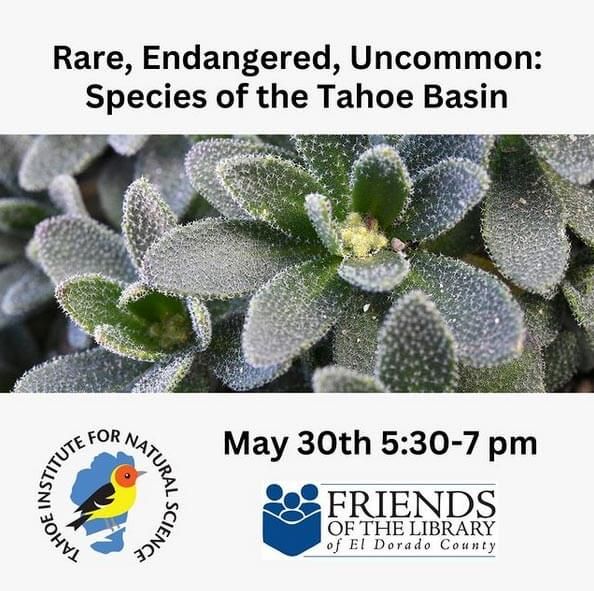 Wildflowers of Tahoe South Lake Tahoe Library Lake Tahoe Events