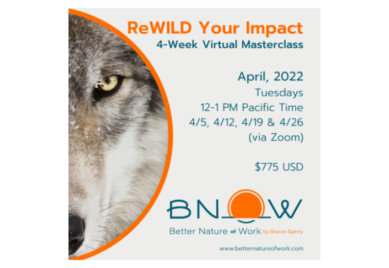 Better Nature of Work ReWild Your Impact flyer